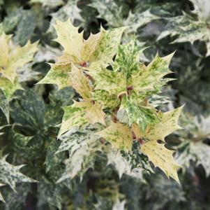 Osmanthus heterophyllus 'Goshiki'