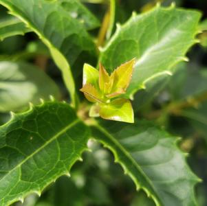 Osmanthus x fortunei 