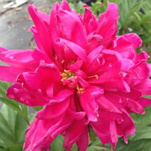 Paeonia lactiflora 'Karl Rosenfield'