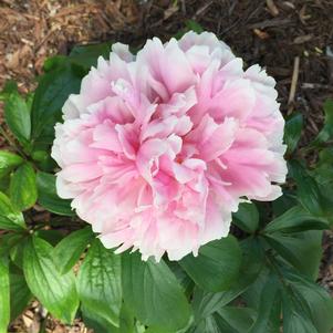 Paeonia lactiflora 'Sarah Bernhardt'
