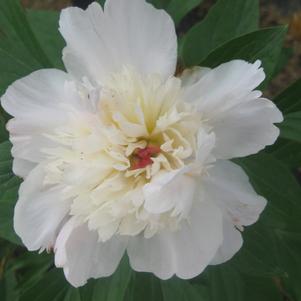 Paeonia lactiflora 'Shirley Temple'