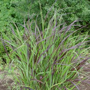 Panicum virgatum 'Shenandoah'