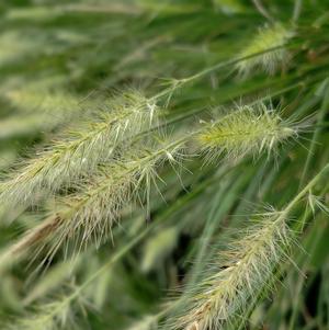 Pennisetum alopecuroides 'Hameln'