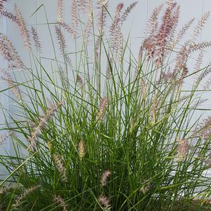 Pennisetum orientale 'Karley Rose'