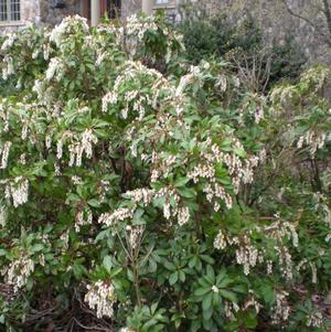 Pieris japonica 'Compacta'
