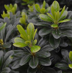 Pittosporum tobira 'Wheeler's Dwarf'