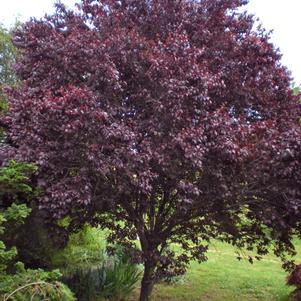Prunus cerasifera 'Krauter Vesuvius'