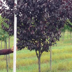 Prunus cerasifera 'Thundercloud'