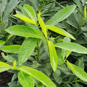 Prunus laurocerasus West Coast Skip