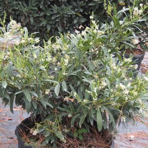 Prunus laurocerasus Zabeliana