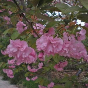 Prunus serrulata 'Kwanzan'