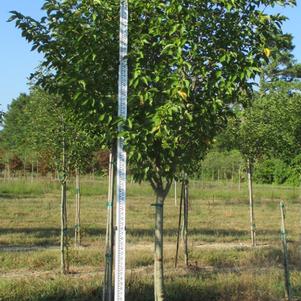 Prunus serrulata Snowgoose