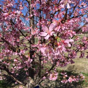 Prunus x 'Okame'