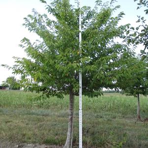 Prunus yedoensis Akebono