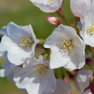 Prunus yedoensis Yoshino