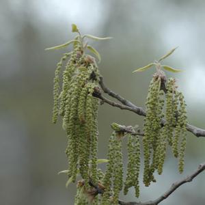 Quercus acutissima 