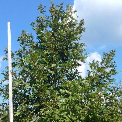 Quercus alba - White Oak