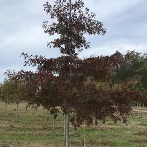 Quercus coccinea 