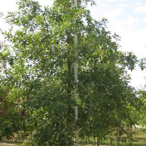 Quercus palustris 