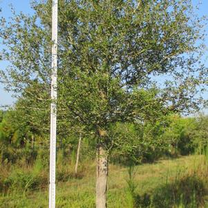 Quercus virginiana 