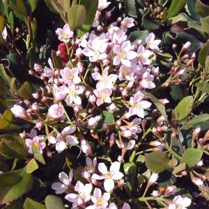 Rhaphiolepis umbellata 'Eleanor Taber™'