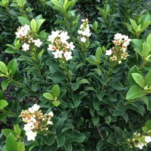 Rhaphiolepis umbellata 'Minor'