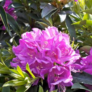 Rhododendron catawbiense Anah Kruschke