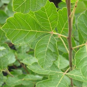 Rhus aromatica 'Grow Low'