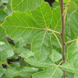 Rhus aromatica Grow Low