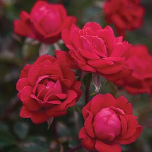 Rosa Double Knock Out®