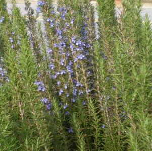 Rosmarinus officinalis Arp