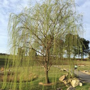 Salix babylonica 