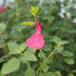 Salvia microphylla 'Hot Lips'