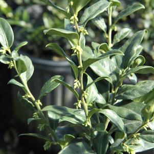 Sarcococca confusa 