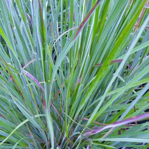 Schizachyrium scoparium 'The Blues'
