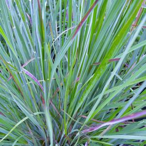 Schizachyrium scoparium The Blues