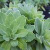 Sedum x 'Autumn Joy'