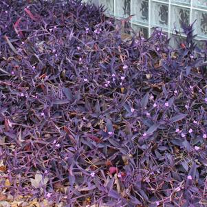 Setcresea purpurea 