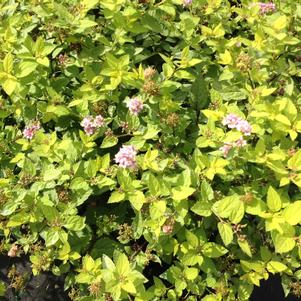 Spiraea japonica 'Goldmound'