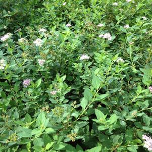 Spiraea japonica 'Little Princess'