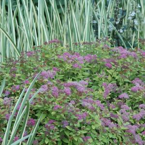 Spiraea japonica 'Magic Carpet'