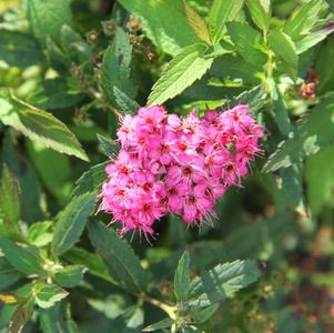 Spiraea japonica 'Neon Flash'