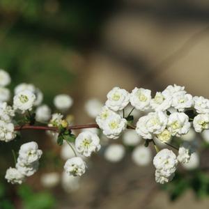 Spiraea prunifolia 'Bridal Wreath'