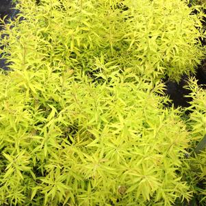 Spiraea thunbergii 'Ogon'