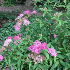 Spiraea x bumalda 'Anthony Waterer'