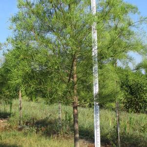 Taxodium ascendens 