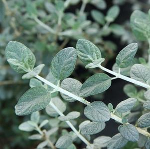 Teucrium fruticans 