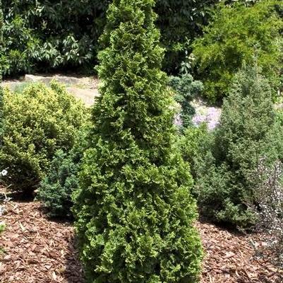 Thuja occidentalis 'Degroot's Spire'