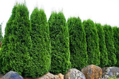 Thuja occidentalis 'Emerald'