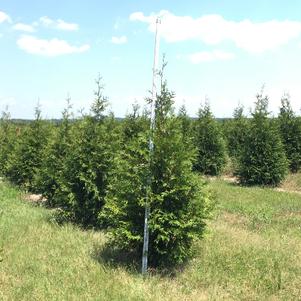 Thuja x 'Green Giant'
